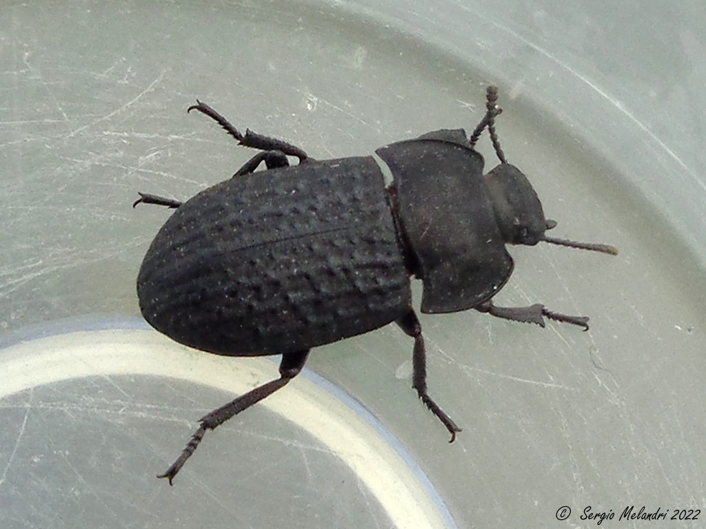 Tenebrionidae: Opatrum sabulosum sabulosum